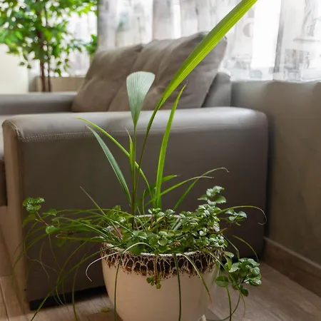 City Hotel 2* Veliko Tárnovo