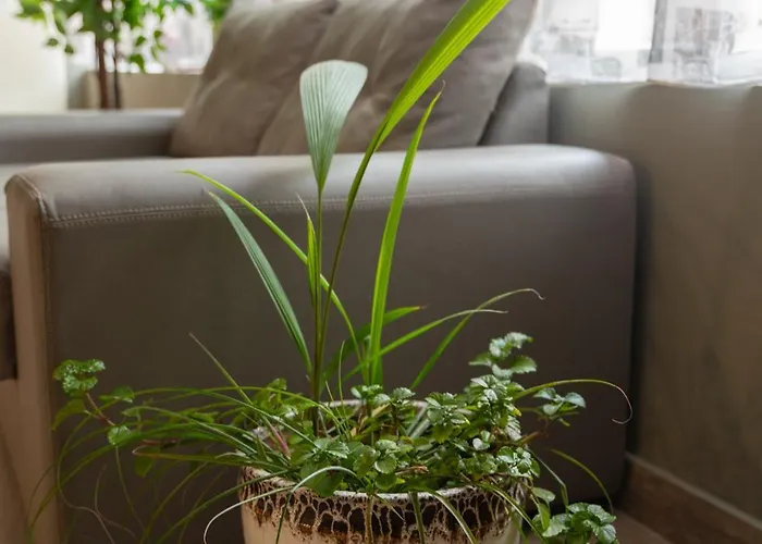 City Hotel 2* Veliko Tŭrnovo